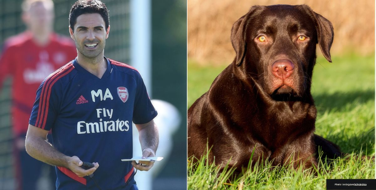 Mikel Arteta hires dog to uplift spirits at Arsenal training